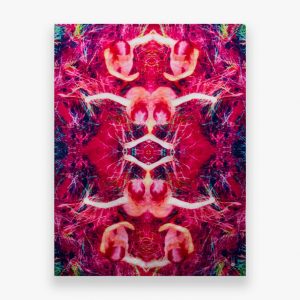 Moths of Central and South  America